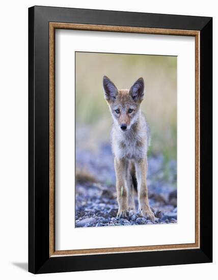 USA, Montana, Red Rock Lakes National Wildlife Refuge, Coyote pup standing in roadway-Elizabeth Boehm-Framed Photographic Print