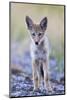 USA, Montana, Red Rock Lakes National Wildlife Refuge, Coyote pup standing in roadway-Elizabeth Boehm-Mounted Photographic Print