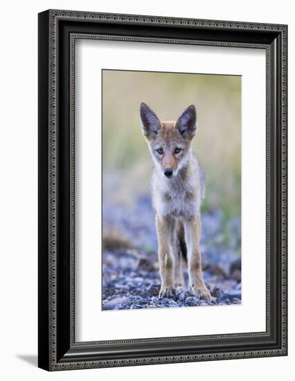 USA, Montana, Red Rock Lakes National Wildlife Refuge, Coyote pup standing in roadway-Elizabeth Boehm-Framed Photographic Print