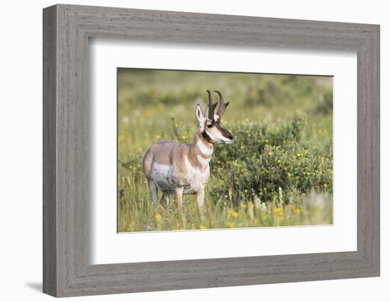 USA, Montana, Red Rock Lakes National Wildlife Refuge, Pronghorn Antelope-Elizabeth Boehm-Framed Photographic Print