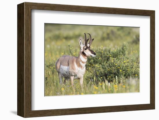 USA, Montana, Red Rock Lakes National Wildlife Refuge, Pronghorn Antelope-Elizabeth Boehm-Framed Photographic Print