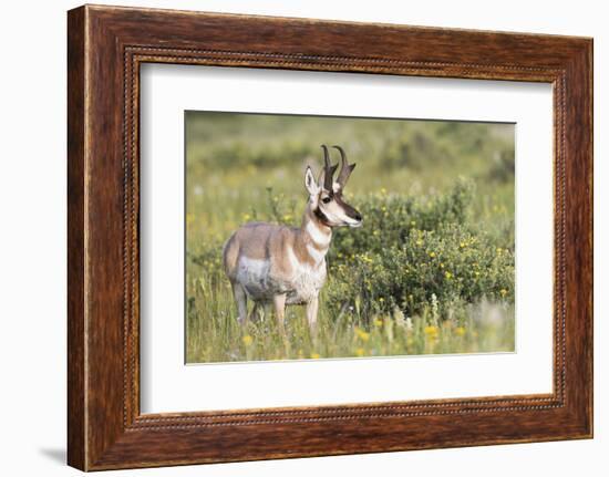 USA, Montana, Red Rock Lakes National Wildlife Refuge, Pronghorn Antelope-Elizabeth Boehm-Framed Photographic Print