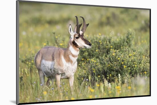 USA, Montana, Red Rock Lakes National Wildlife Refuge, Pronghorn Antelope-Elizabeth Boehm-Mounted Photographic Print