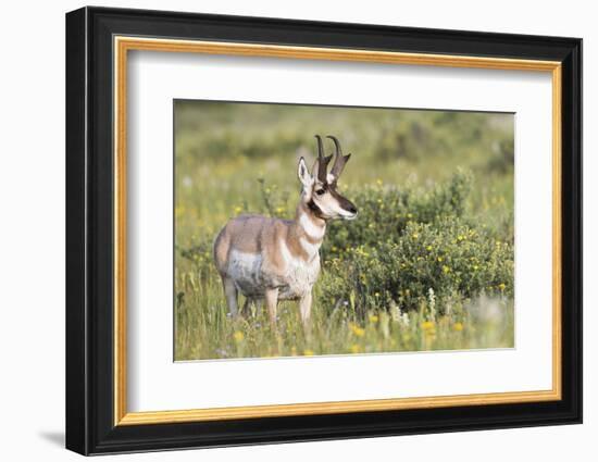 USA, Montana, Red Rock Lakes National Wildlife Refuge, Pronghorn Antelope-Elizabeth Boehm-Framed Photographic Print