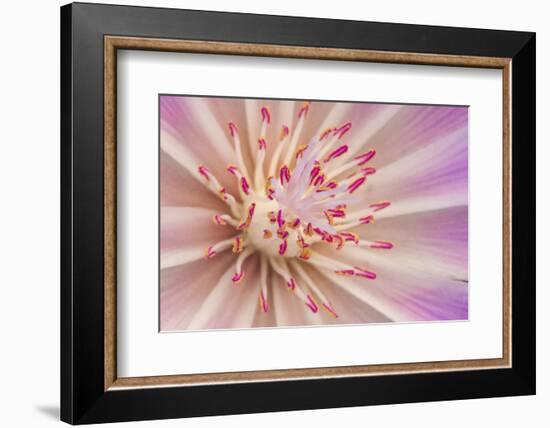 USA, Montana, Yellowstone National Park, Detail of Lewis Bitterroot Wildflower-Elizabeth Boehm-Framed Photographic Print