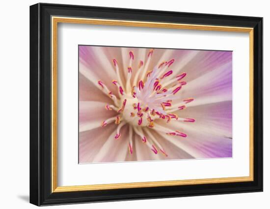 USA, Montana, Yellowstone National Park, Detail of Lewis Bitterroot Wildflower-Elizabeth Boehm-Framed Photographic Print