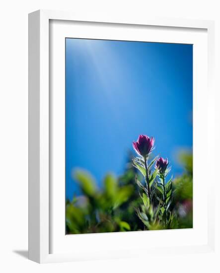 Usa, Mount Rainier National Park, backlit Indian paintbrush from low perspective-Merrill Images-Framed Photographic Print