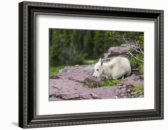 USA, MT, Glacier NP. Logan Pass. Mountain Goat Kid Hunkers Down in Cold-Trish Drury-Framed Photographic Print