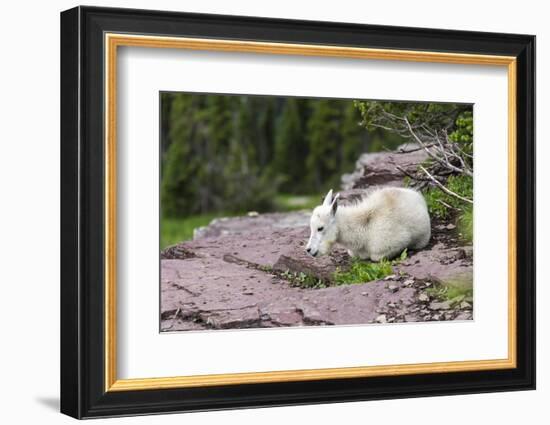 USA, MT, Glacier NP. Logan Pass. Mountain Goat Kid Hunkers Down in Cold-Trish Drury-Framed Photographic Print