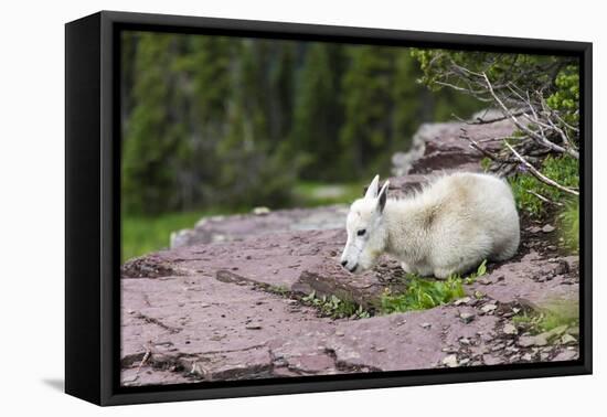 USA, MT, Glacier NP. Logan Pass. Mountain Goat Kid Hunkers Down in Cold-Trish Drury-Framed Premier Image Canvas