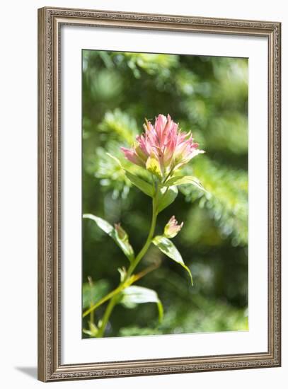 USA, MT, Glacier NP. Paintbrush Wildflower Blooming Along Trail-Trish Drury-Framed Photographic Print