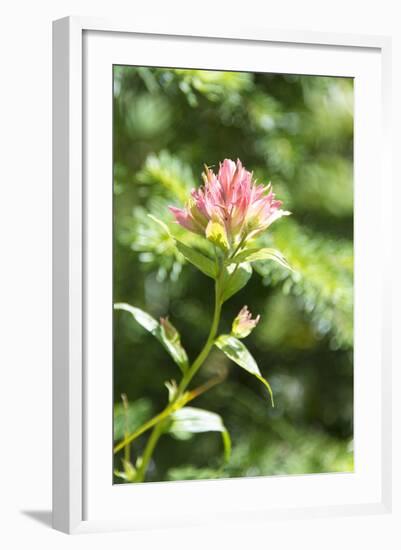 USA, MT, Glacier NP. Paintbrush Wildflower Blooming Along Trail-Trish Drury-Framed Photographic Print