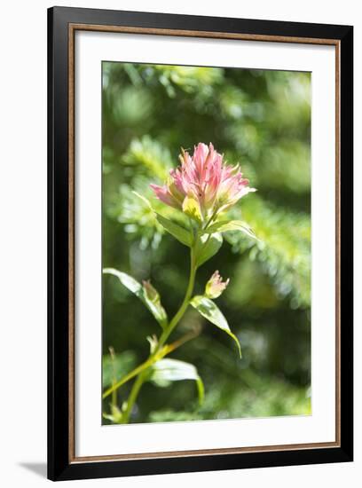 USA, MT, Glacier NP. Paintbrush Wildflower Blooming Along Trail-Trish Drury-Framed Photographic Print