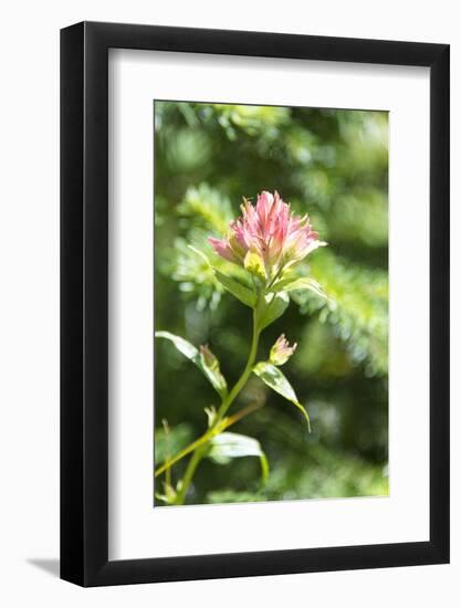USA, MT, Glacier NP. Paintbrush Wildflower Blooming Along Trail-Trish Drury-Framed Photographic Print