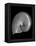 Usa, Nautilus Oblique-John Ford-Framed Premier Image Canvas