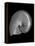 Usa, Nautilus Oblique-John Ford-Framed Premier Image Canvas