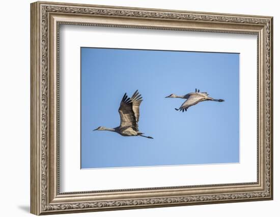 USA, Nebraska, Sandhill Cranes in Flight-Elizabeth Boehm-Framed Photographic Print