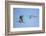 USA, Nebraska, Sandhill Cranes in Flight-Elizabeth Boehm-Framed Photographic Print