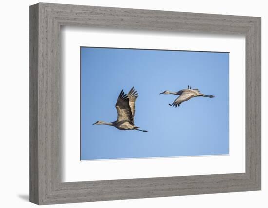 USA, Nebraska, Sandhill Cranes in Flight-Elizabeth Boehm-Framed Photographic Print