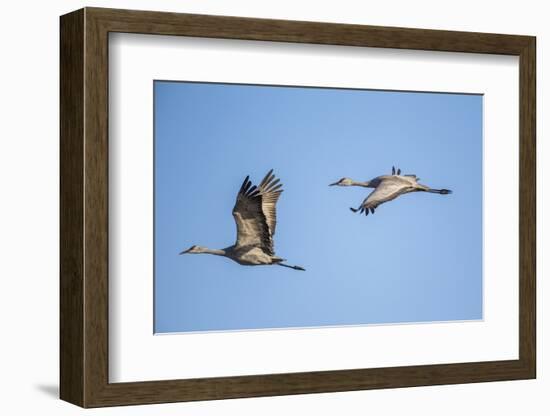 USA, Nebraska, Sandhill Cranes in Flight-Elizabeth Boehm-Framed Photographic Print