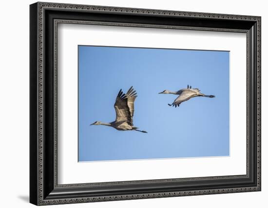 USA, Nebraska, Sandhill Cranes in Flight-Elizabeth Boehm-Framed Photographic Print