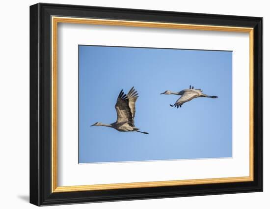 USA, Nebraska, Sandhill Cranes in Flight-Elizabeth Boehm-Framed Photographic Print