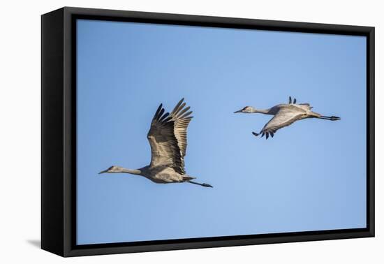 USA, Nebraska, Sandhill Cranes in Flight-Elizabeth Boehm-Framed Premier Image Canvas