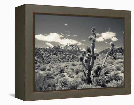 USA, Nevada, Las Vegas Area, Mt. Charleston, Mountain Landscape-Walter Bibikow-Framed Premier Image Canvas