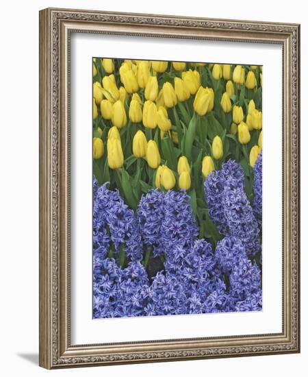 USA, Nevada, Las Vegas. Hyacinth and yellow tulips in garden.-Jaynes Gallery-Framed Photographic Print