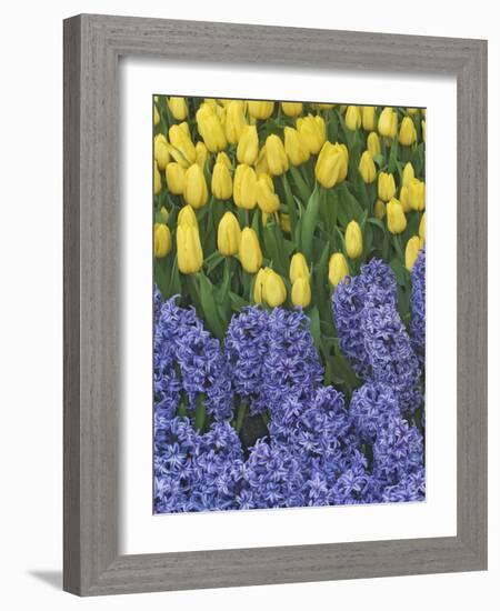 USA, Nevada, Las Vegas. Hyacinth and yellow tulips in garden.-Jaynes Gallery-Framed Photographic Print