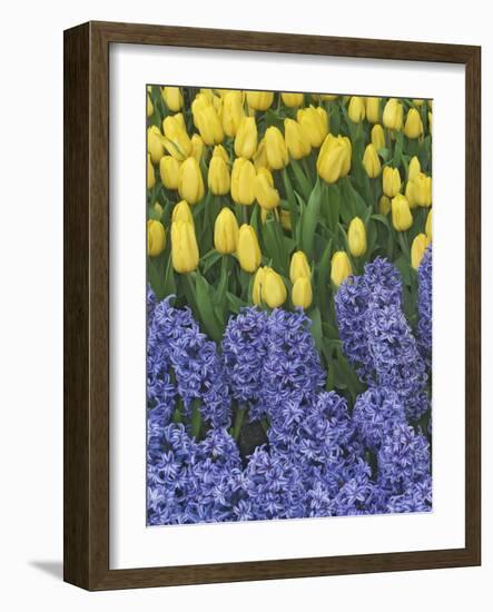 USA, Nevada, Las Vegas. Hyacinth and yellow tulips in garden.-Jaynes Gallery-Framed Photographic Print