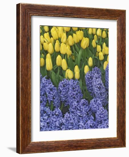 USA, Nevada, Las Vegas. Hyacinth and yellow tulips in garden.-Jaynes Gallery-Framed Photographic Print