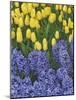 USA, Nevada, Las Vegas. Hyacinth and yellow tulips in garden.-Jaynes Gallery-Mounted Photographic Print