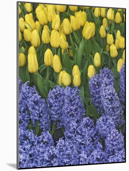 USA, Nevada, Las Vegas. Hyacinth and yellow tulips in garden.-Jaynes Gallery-Mounted Photographic Print