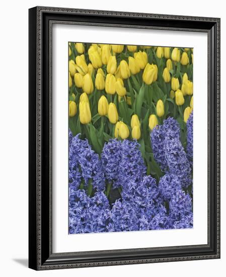 USA, Nevada, Las Vegas. Hyacinth and yellow tulips in garden.-Jaynes Gallery-Framed Photographic Print