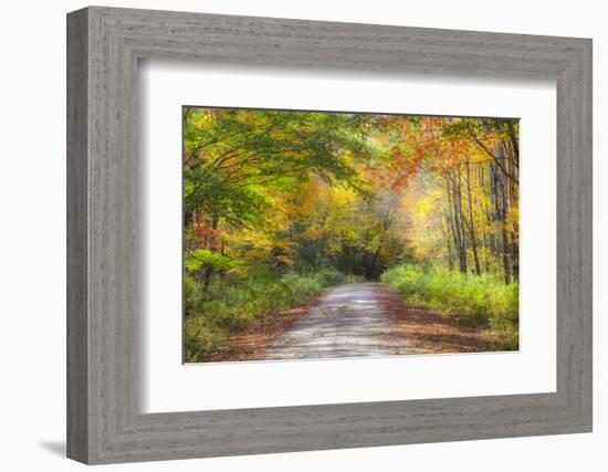 USA, New England, Maine, Wild River gravel road lined with Fall colored Birch and Maple trees-Sylvia Gulin-Framed Photographic Print