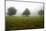 Usa, New England New Hampshire Trees in Fog-John Ford-Mounted Photographic Print