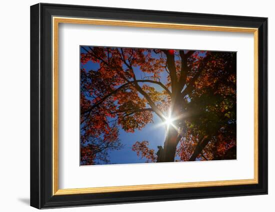 USA, New England, Vermont Autumn looking up into Sugar Maple Trees with star burst-Sylvia Gulin-Framed Photographic Print