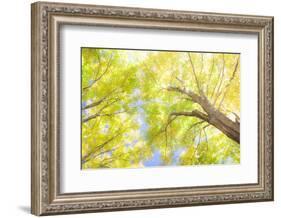 USA, New England, Vermont Autumn looking up into Sugar Maple Trees-Sylvia Gulin-Framed Photographic Print