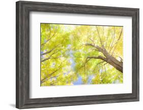 USA, New England, Vermont Autumn looking up into Sugar Maple Trees-Sylvia Gulin-Framed Photographic Print