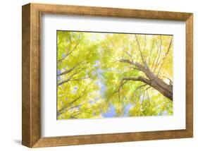 USA, New England, Vermont Autumn looking up into Sugar Maple Trees-Sylvia Gulin-Framed Photographic Print