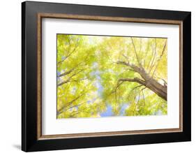 USA, New England, Vermont Autumn looking up into Sugar Maple Trees-Sylvia Gulin-Framed Photographic Print