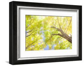 USA, New England, Vermont Autumn looking up into Sugar Maple Trees-Sylvia Gulin-Framed Photographic Print