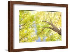 USA, New England, Vermont Autumn looking up into Sugar Maple Trees-Sylvia Gulin-Framed Photographic Print