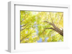USA, New England, Vermont Autumn looking up into Sugar Maple Trees-Sylvia Gulin-Framed Photographic Print