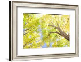 USA, New England, Vermont Autumn looking up into Sugar Maple Trees-Sylvia Gulin-Framed Photographic Print