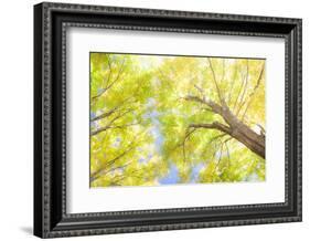 USA, New England, Vermont Autumn looking up into Sugar Maple Trees-Sylvia Gulin-Framed Photographic Print
