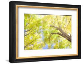 USA, New England, Vermont Autumn looking up into Sugar Maple Trees-Sylvia Gulin-Framed Photographic Print