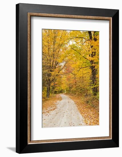 USA, New England, Vermont tree-lined roadway in Autumns Fall colors.-Sylvia Gulin-Framed Photographic Print