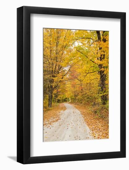 USA, New England, Vermont tree-lined roadway in Autumns Fall colors.-Sylvia Gulin-Framed Photographic Print